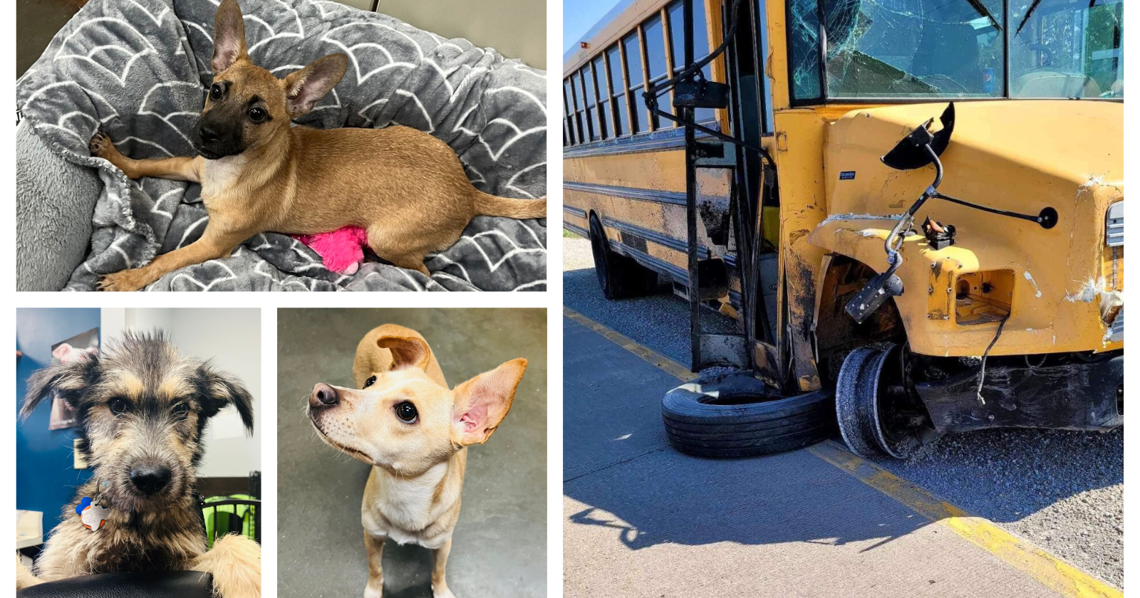 Bluffs rescue business gets help after bus with dogs crashes - Vimarsana News
