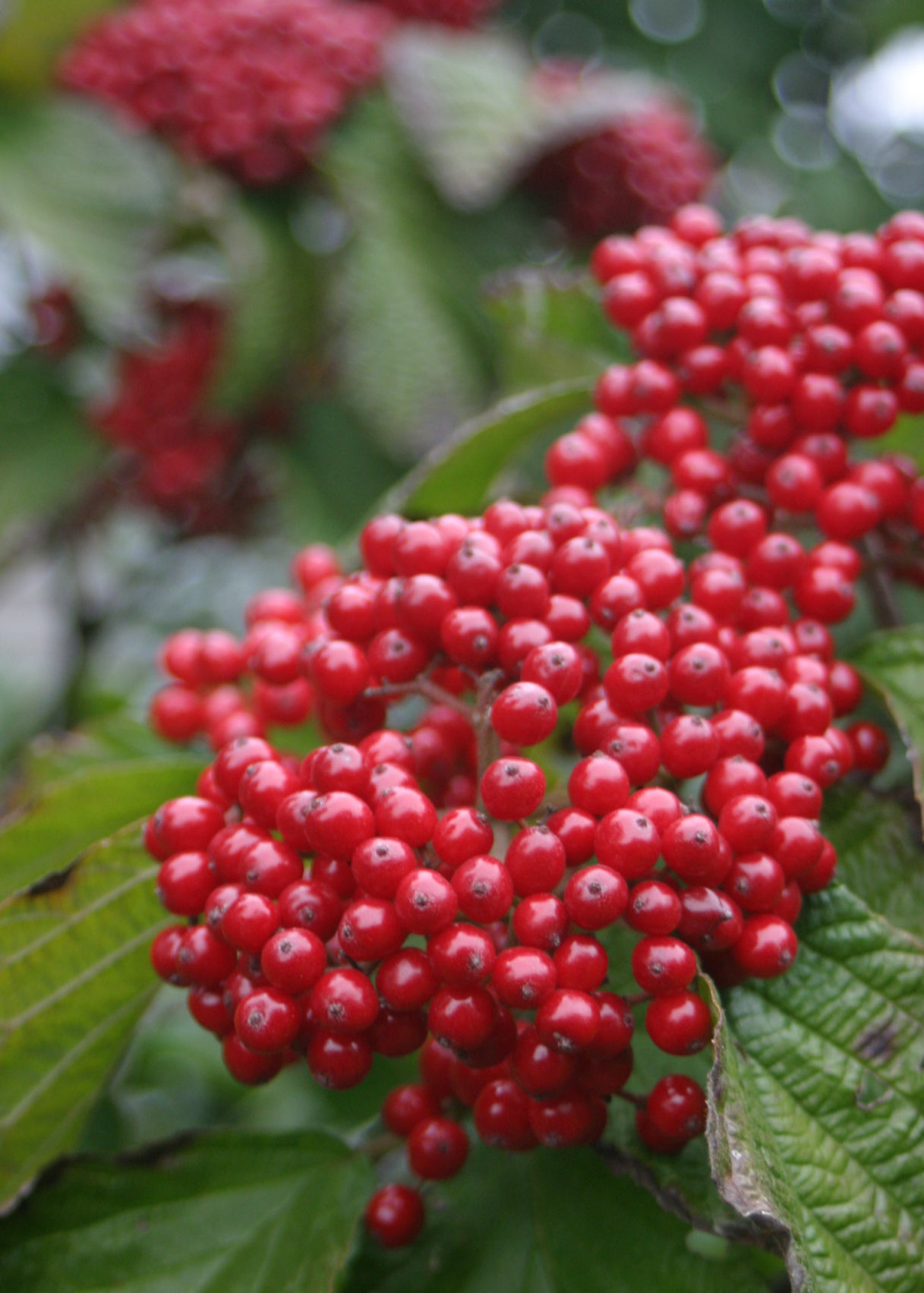 are viburnum berries poisonous to dogs