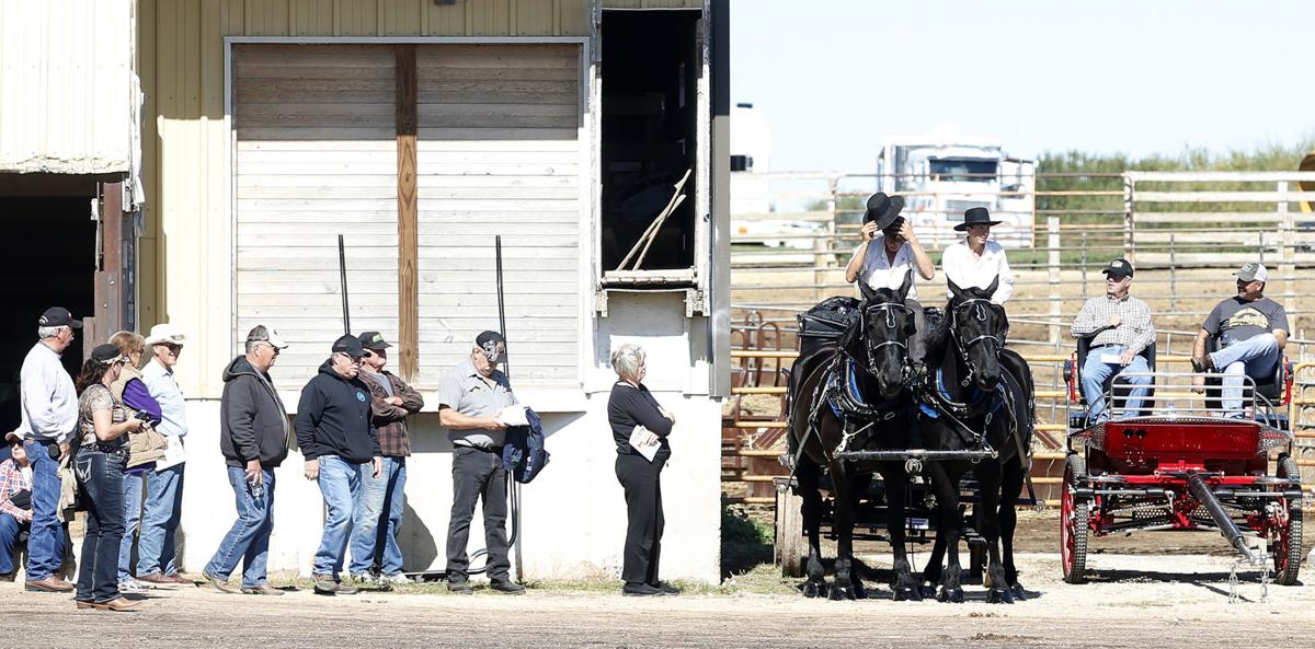 Horses draw crowds at Waverly sale Local News