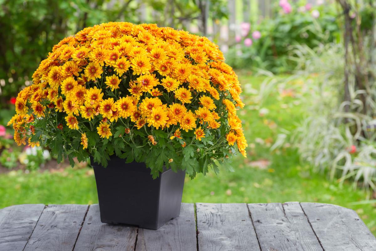 Mums the word for these fall beauties