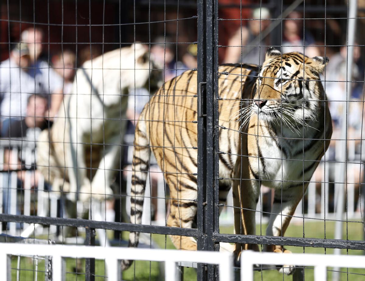 Photos National Cattle Congress 2016 Photo Galleries