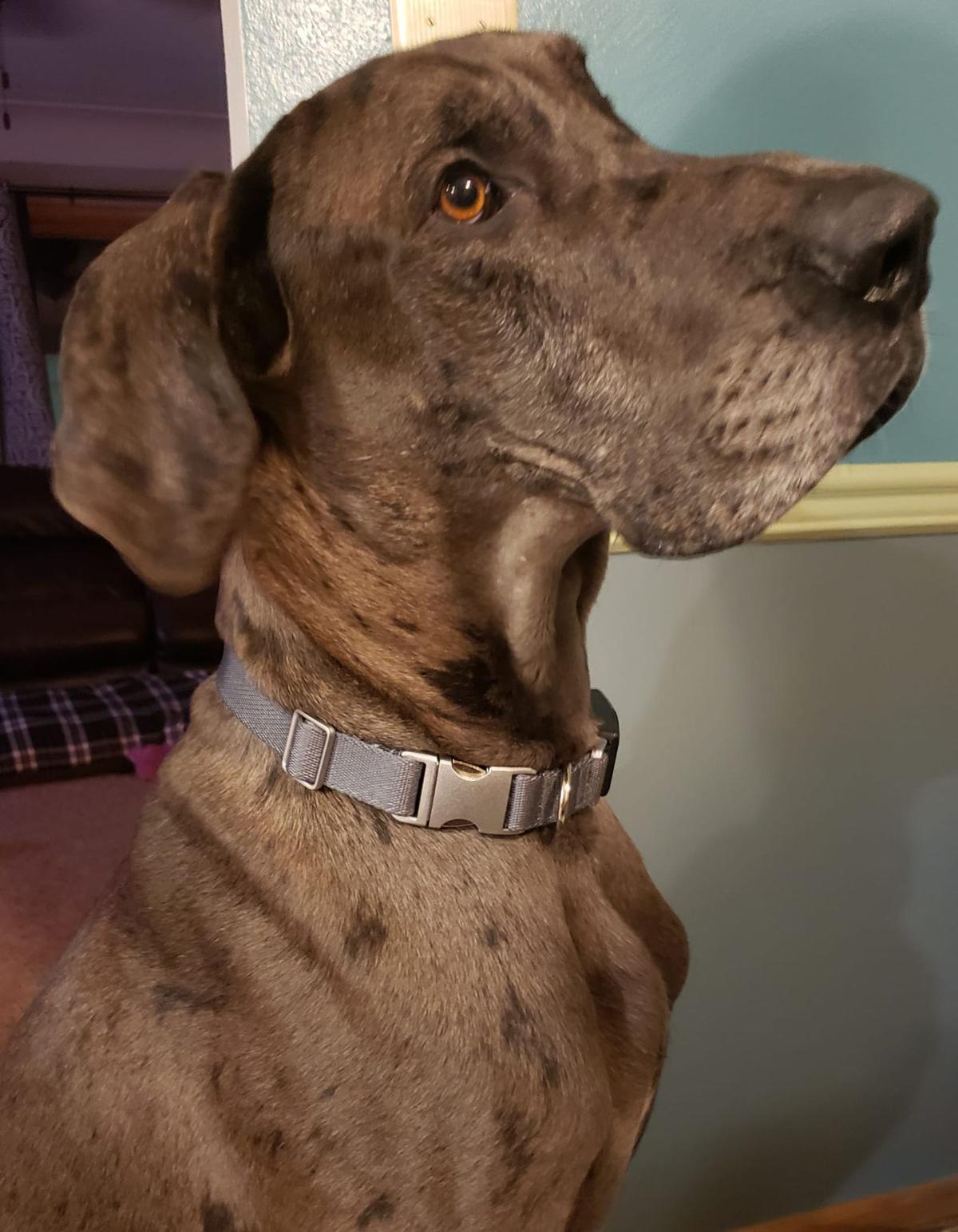 Rescued Great Dane connects with 'furever' family in Gilbertville