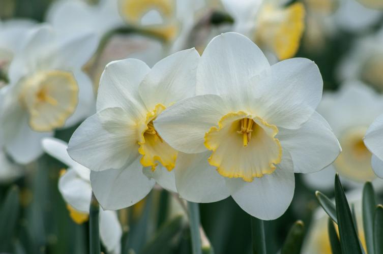 Daffodil Set Fancy Bra