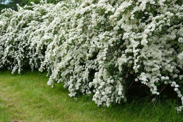 Say I Do To Trimming Bridal Wreath Other Spring Flowering Shrubs Growing Things Wcfcourier Com