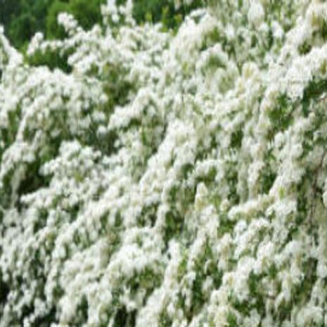 Say I Do To Trimming Bridal Wreath Other Spring Flowering Shrubs Growing Things Wcfcourier Com