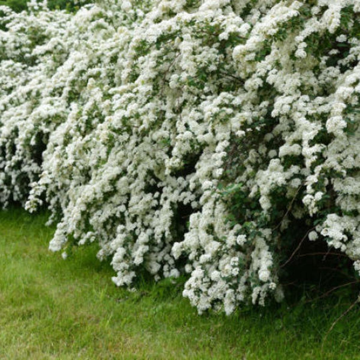 Say I Do To Trimming Bridal Wreath Other Spring Flowering Shrubs Growing Things Wcfcourier Com Say I Do To Trimming Bridal Wreath Other Spring Flowering Shrubs Growing Things Wcfcourier Com