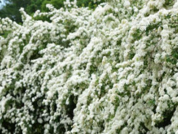 Say I Do To Trimming Bridal Wreath Other Spring Flowering Shrubs Growing Things Wcfcourier Com