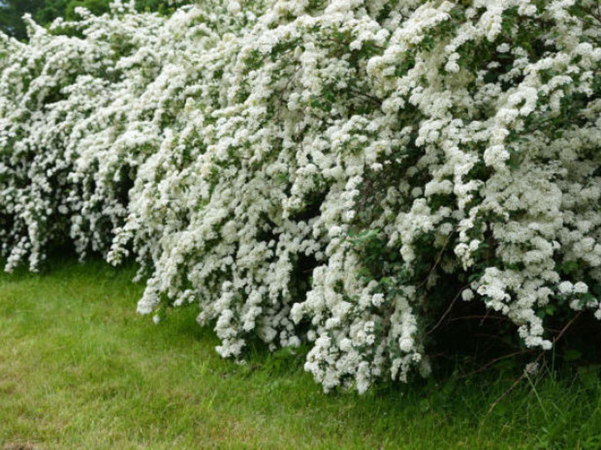 Say I Do To Trimming Bridal Wreath Other Spring Flowering Shrubs Growing Things Wcfcourier Com Say I Do To Trimming Bridal Wreath Other Spring Flowering Shrubs Growing Things Wcfcourier Com
