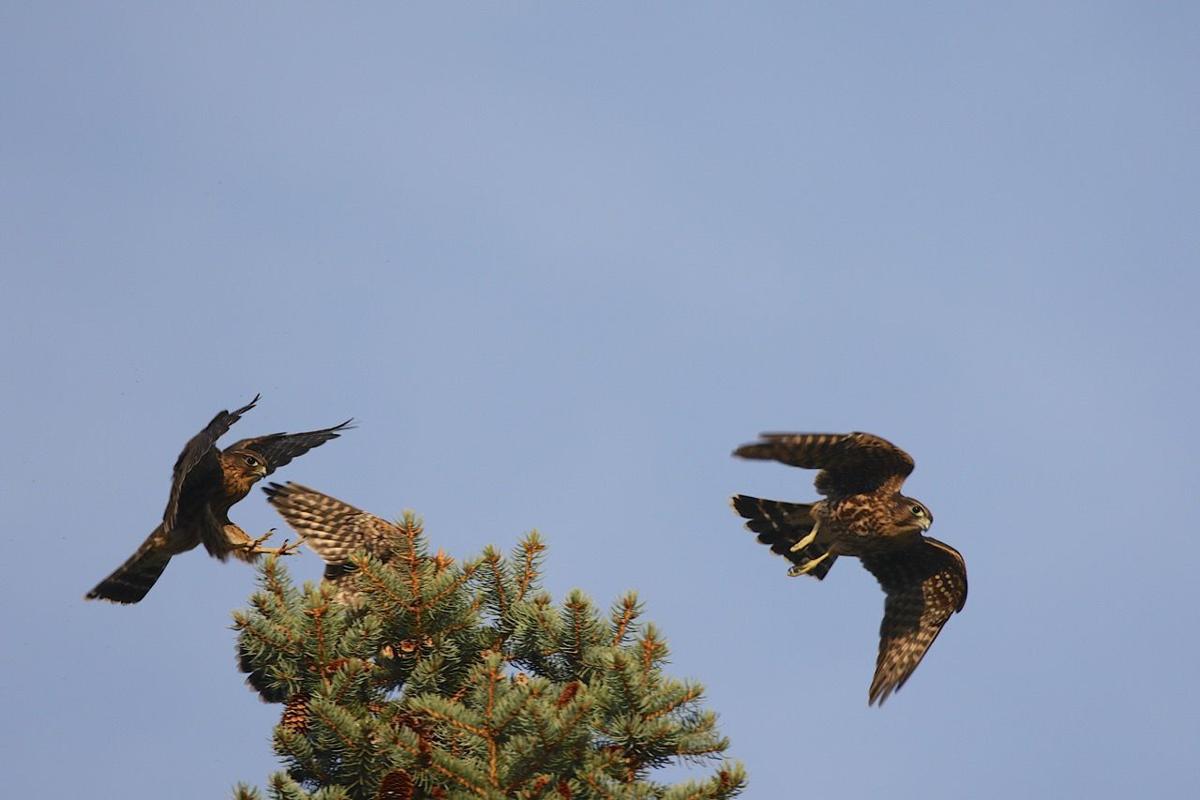 Three merlins