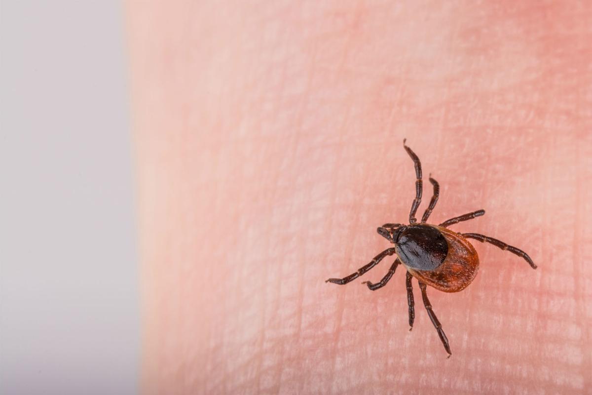Iowa Officials Report Tick Borne Virus First West Nile Case