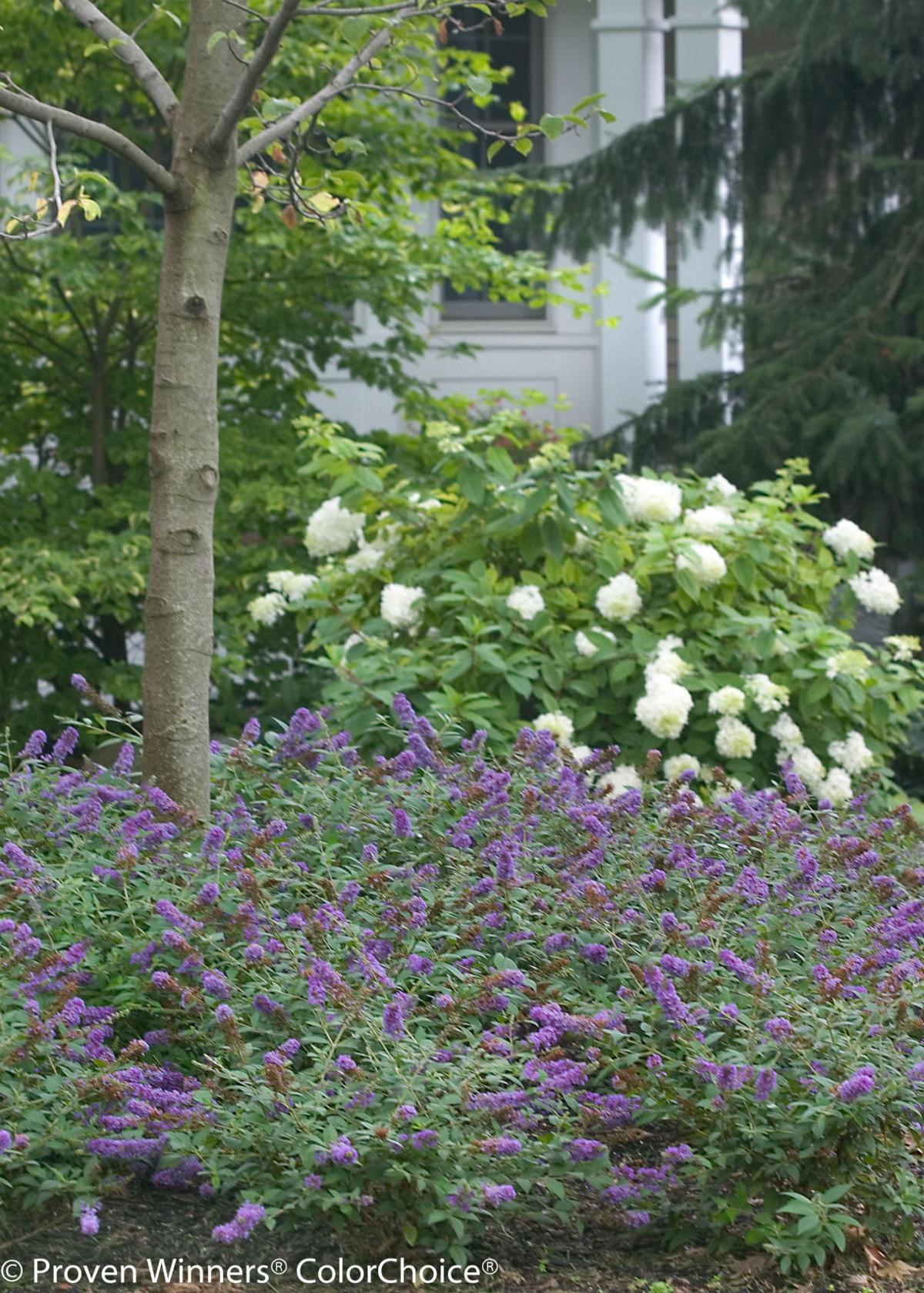 Grow A Backbone In Your Garden With Right Choice Of Shrubs Growing Things Wcfcourier Com