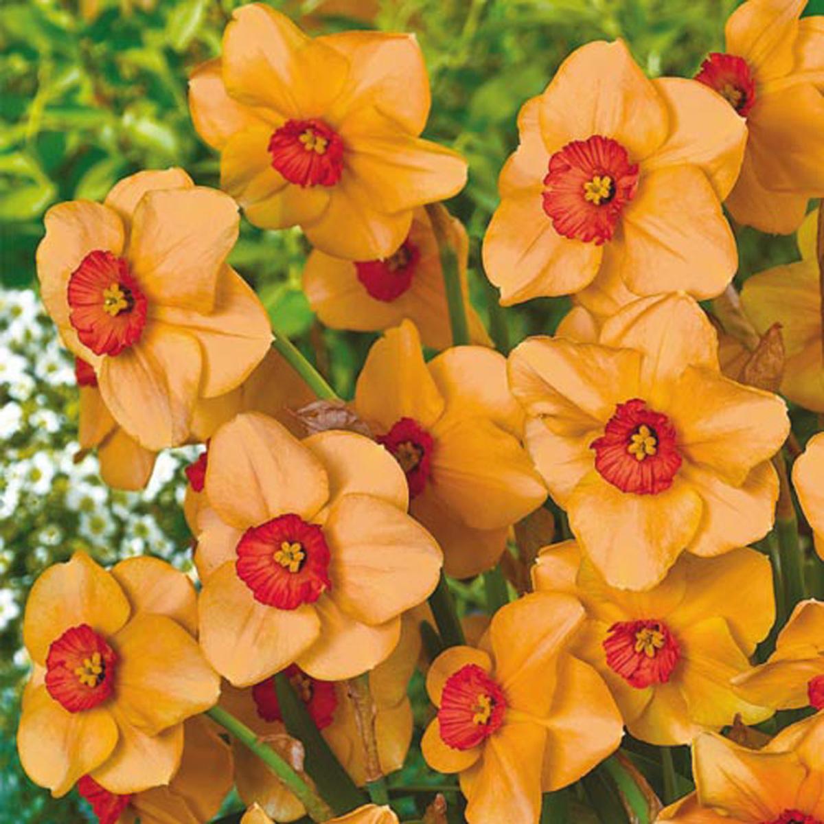 'Orange' you special? Daffodils gone wild Lifestyles