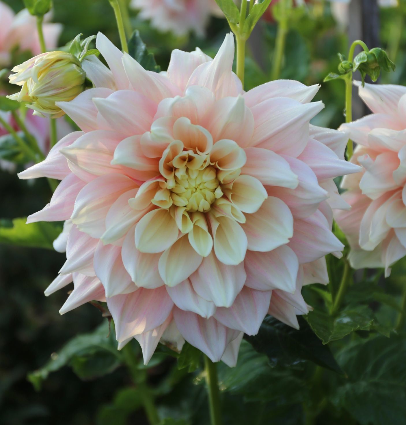 magic moment dahlia magic moment dahlia