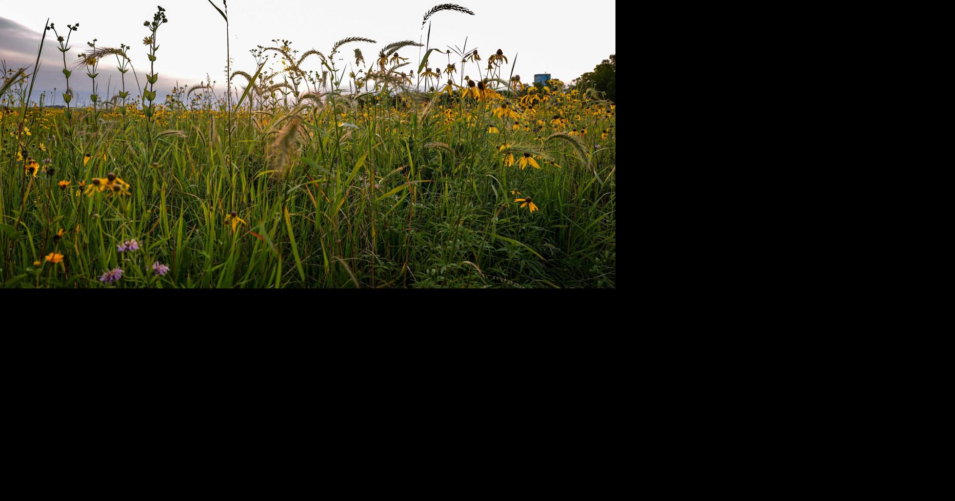 Collection: Videos about the Cedar Valley's restored and remnant prairies