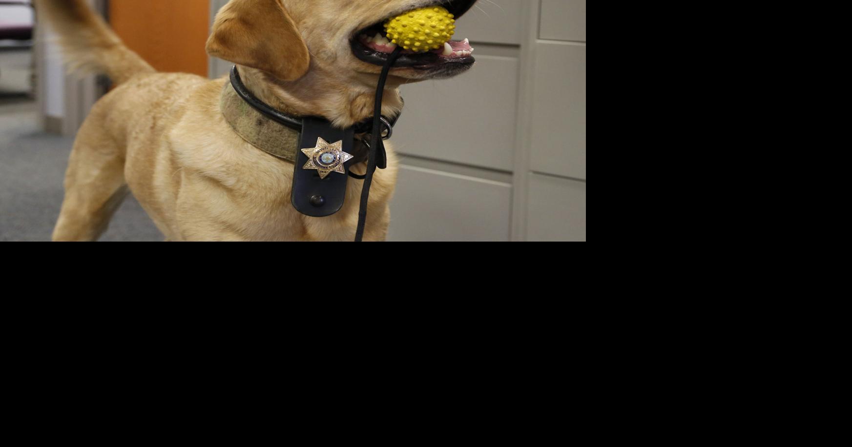 Sheriff’s Office, Lark Brewing team up to boost drug-sniffing dogs competition
