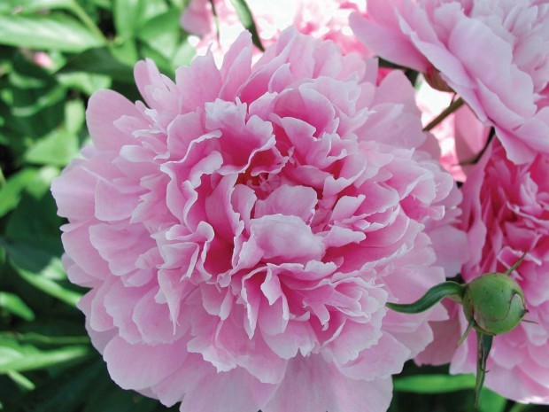 Peony for your thoughts: Pleasure of old-fashioned blooming beauties ...