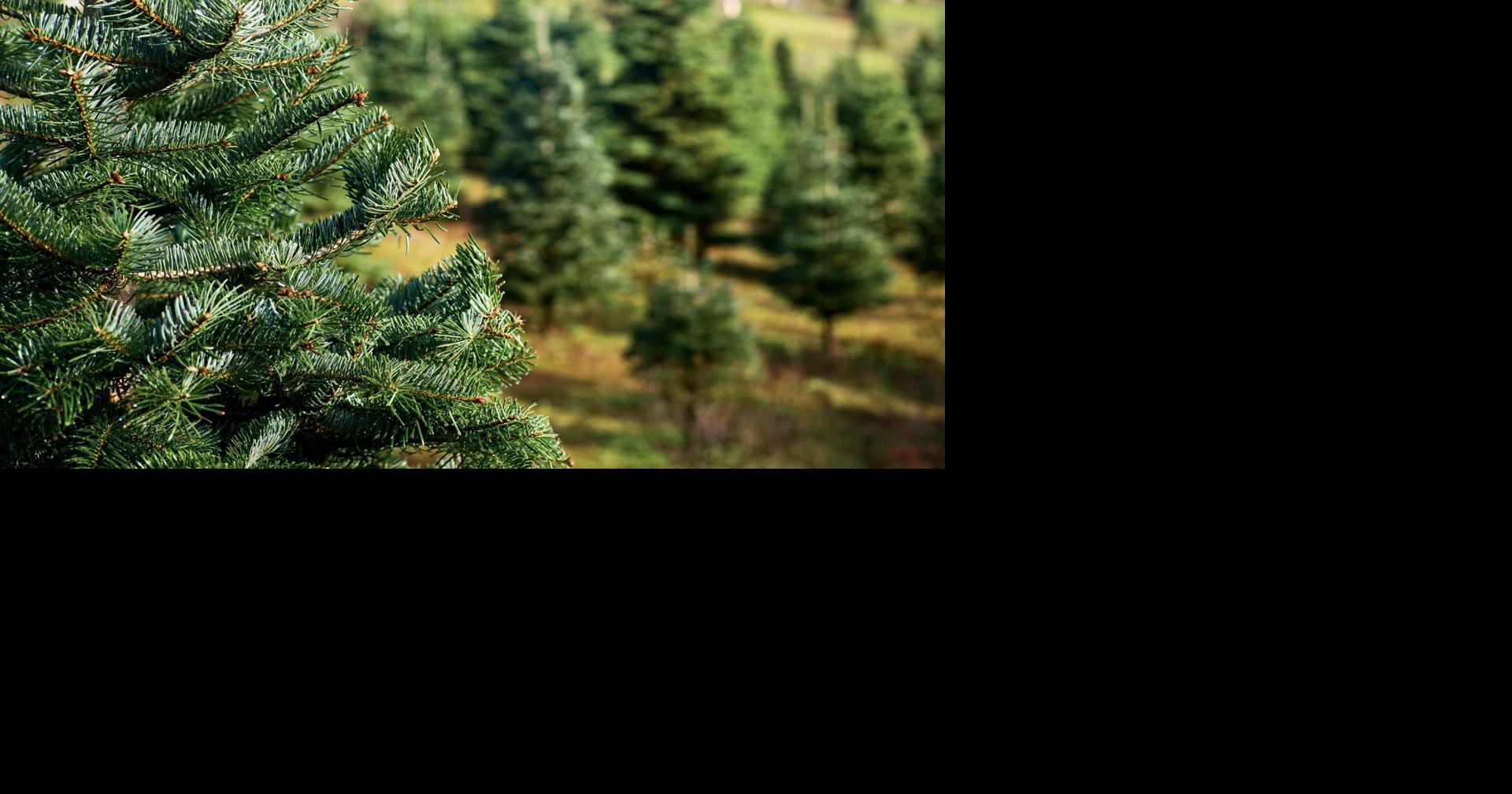 Waterloo public works begin disposal of real Christmas trees