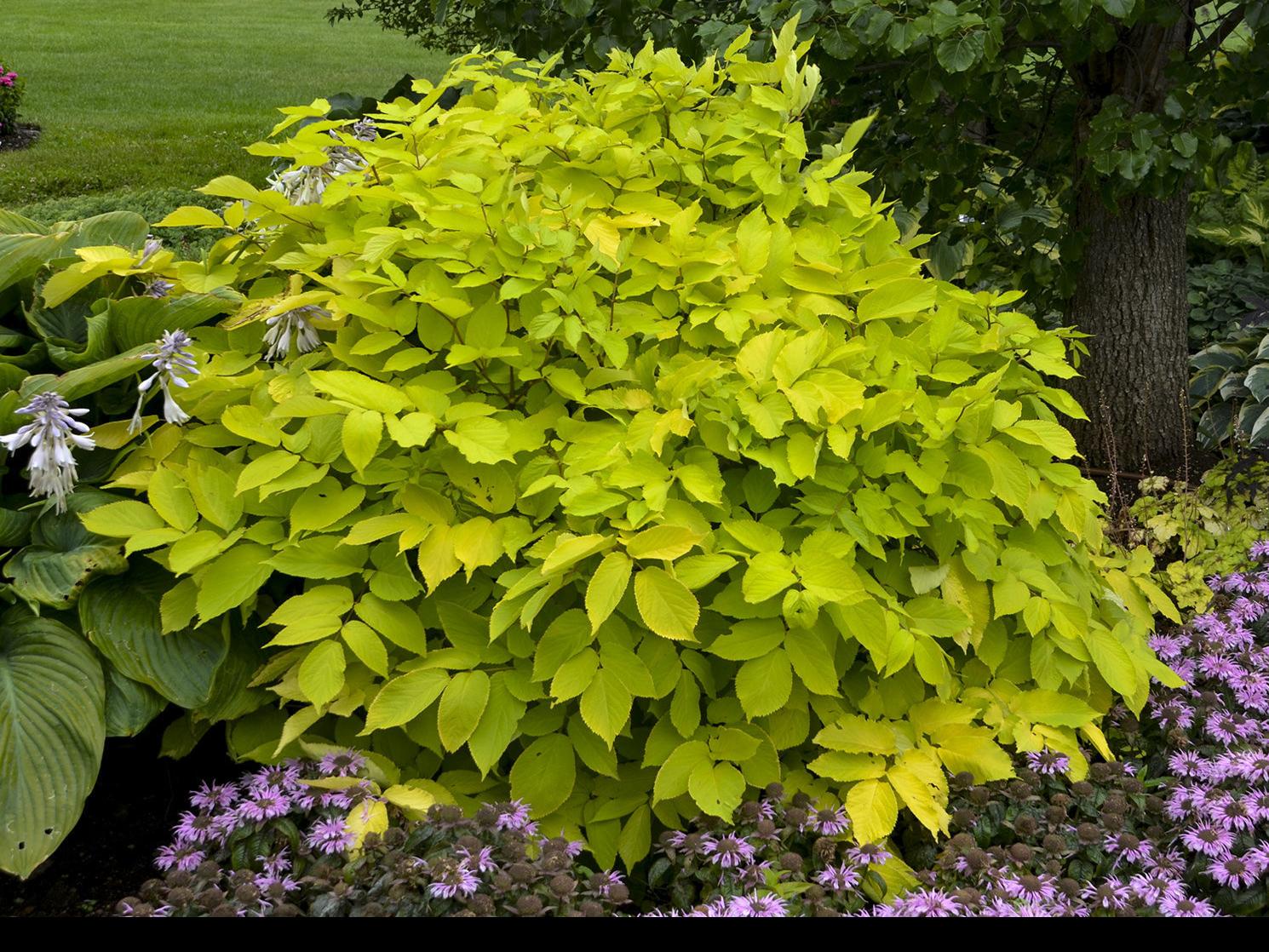 Shade Loving Sun King Named Top Perennial Plant For 2020 Garden Wcfcourier Com