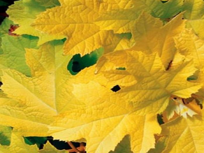 Hydrangea Heaven Intense Interest In These Flowering Shrubs Plants Shrubs Trees Wcfcourier Com