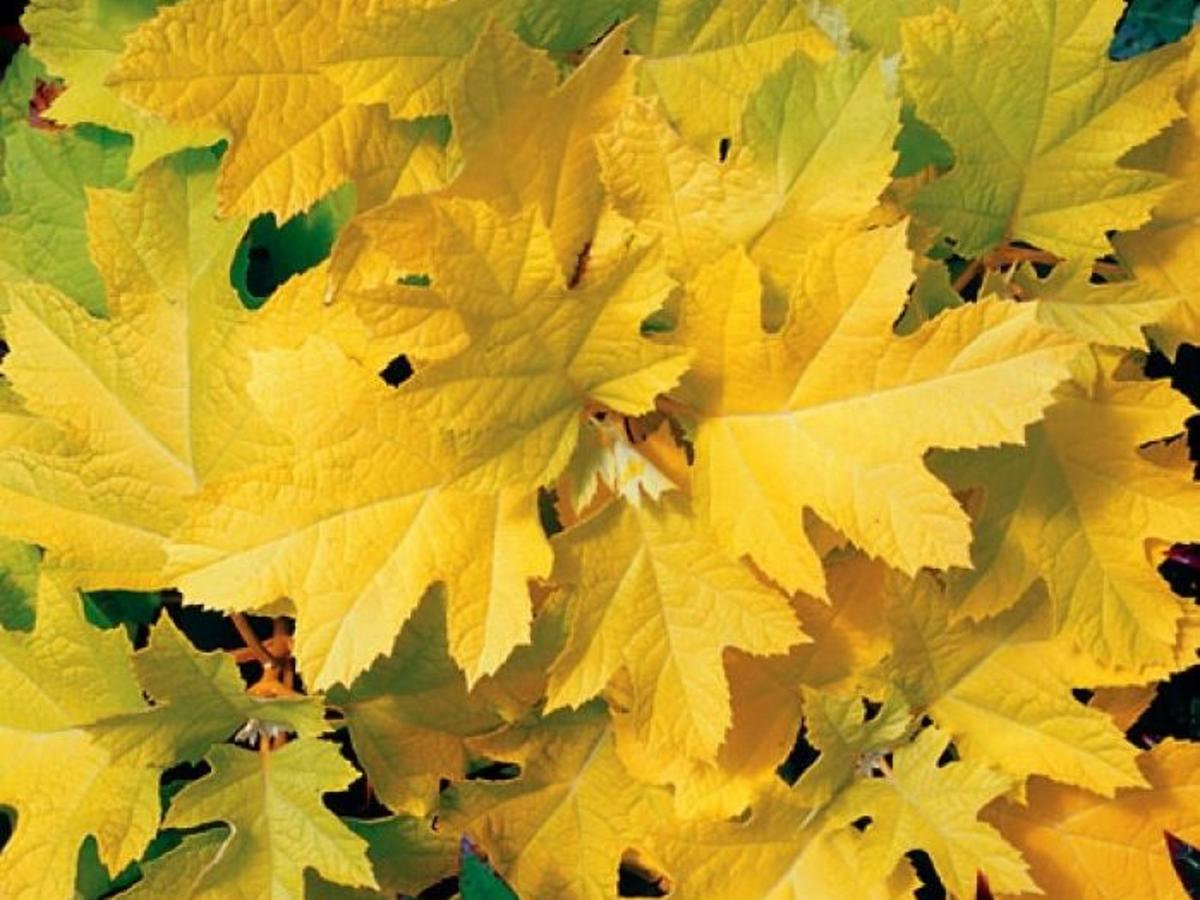 Hydrangea Heaven Intense Interest In These Flowering Shrubs Plants Shrubs Trees Wcfcourier Com Hydrangea Heaven Intense Interest In These Flowering Shrubs Plants Shrubs Trees Wcfcourier Com