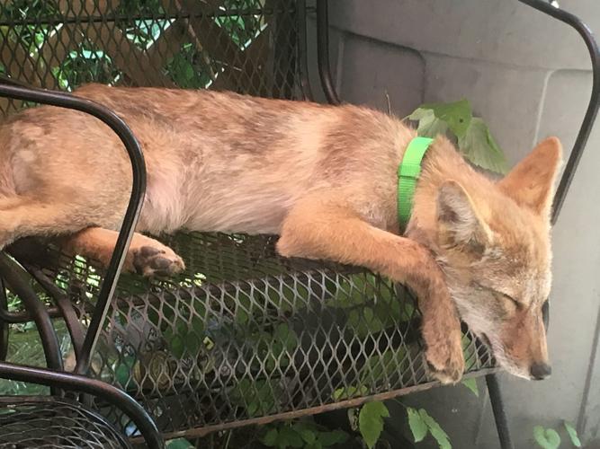 Waterloo man fights to retain emotional support coyote