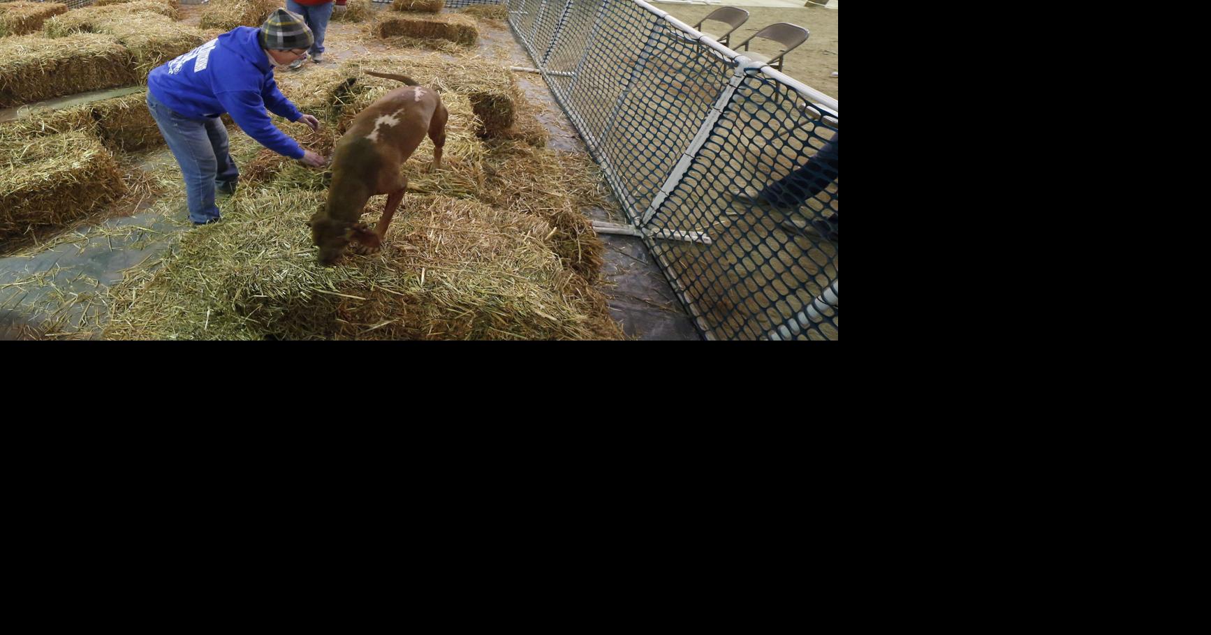 Smelling a rat: Dogs hunt rats for fun, competition in Waterloo