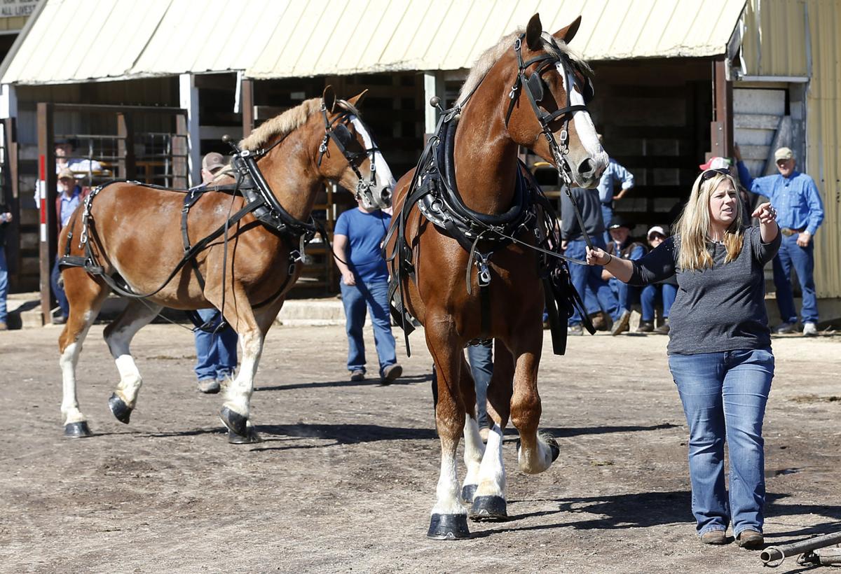 Photos 2017 Waverly Midwest Horse Sale Local News Wcfcourier Com