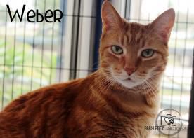 weber-cat.jpeg