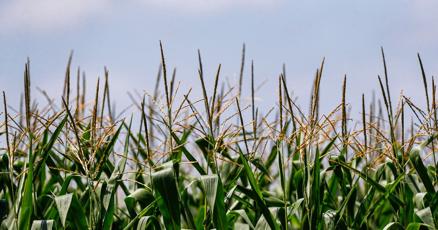 Drought conditions persist throughout Iowa now worst since March 2013 Drought conditions persist throughout Iowa now worst since March 2013