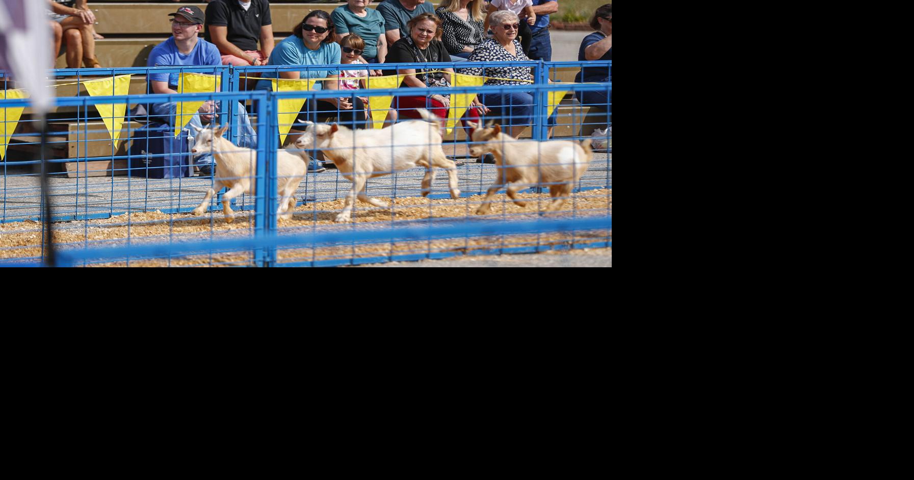 National Cattle Congress Fair seeing rebound in popularity