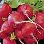 Summer meal sites Root for Radishes with 30 minigrant awards Summer meal sites Root for Radishes with 30 minigrant awards