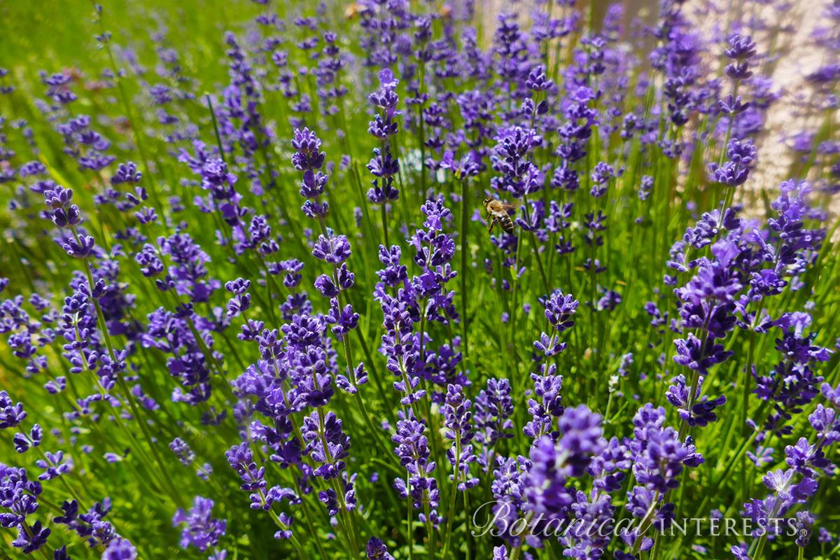 Fragrant English lavender makes fragrant garden companion Garden