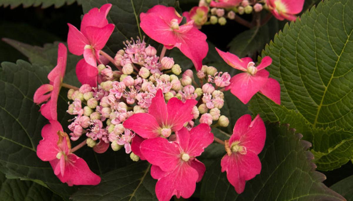 'Seaside' hydrangea series get 'dirtdorphins' flowing Garden