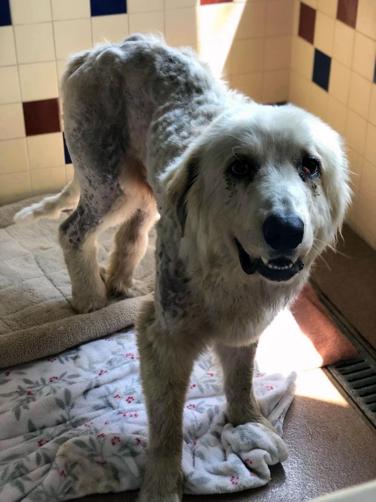 Abused Great Pyrenees Pup Is Rescued With Long Healing Road Ahead Local News Wcfcourier Com