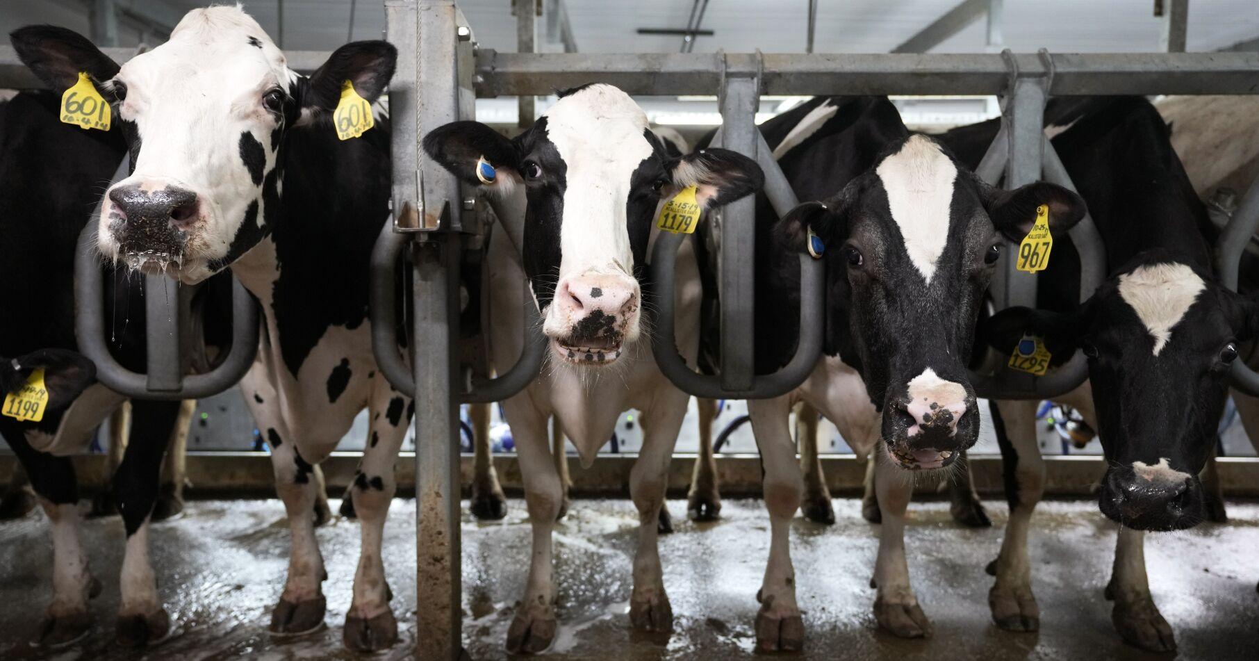 Bird flu virus detected in Iowa dairy herd for first time - Vimarsana News