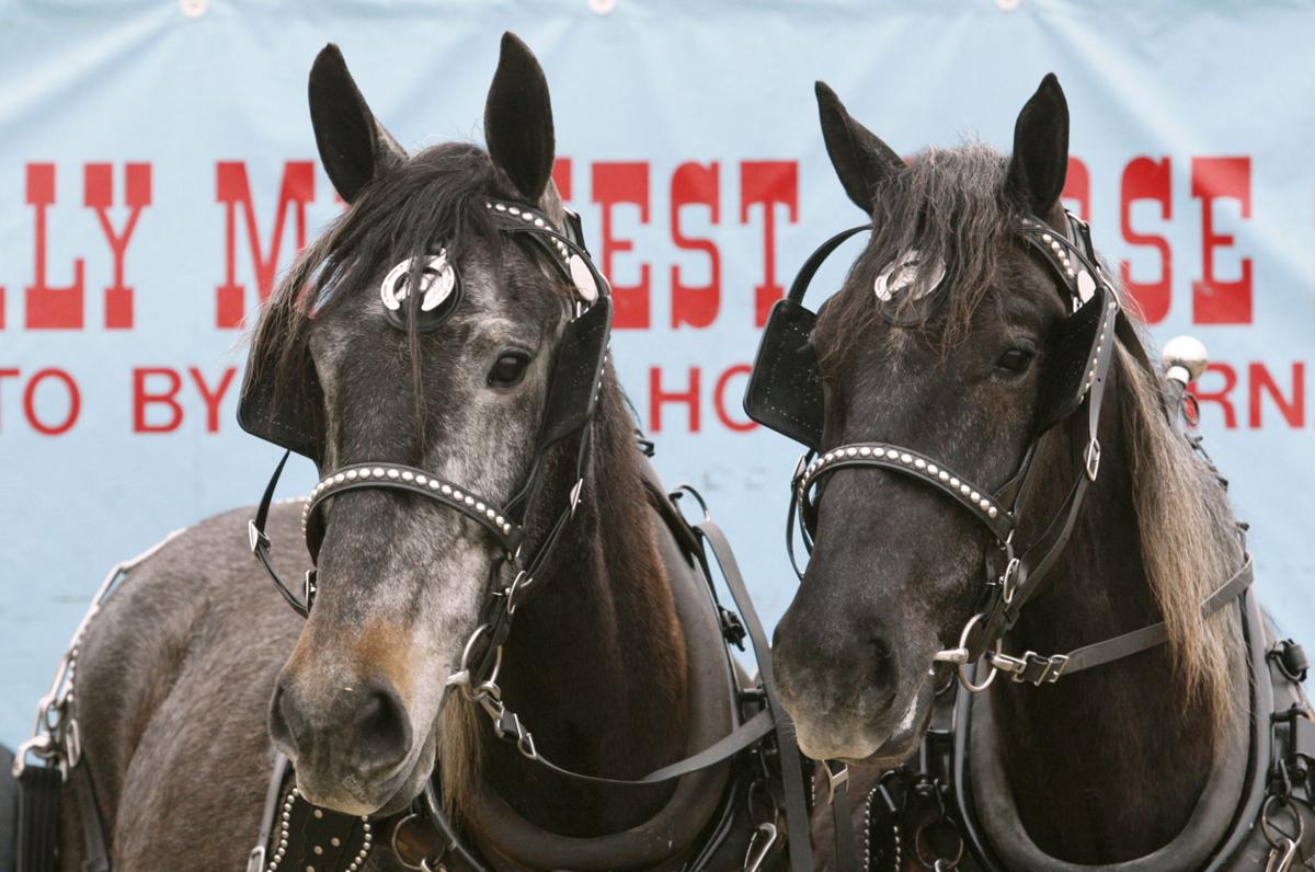 Waverly horse sale attracts enthusiastic bidders from across the
