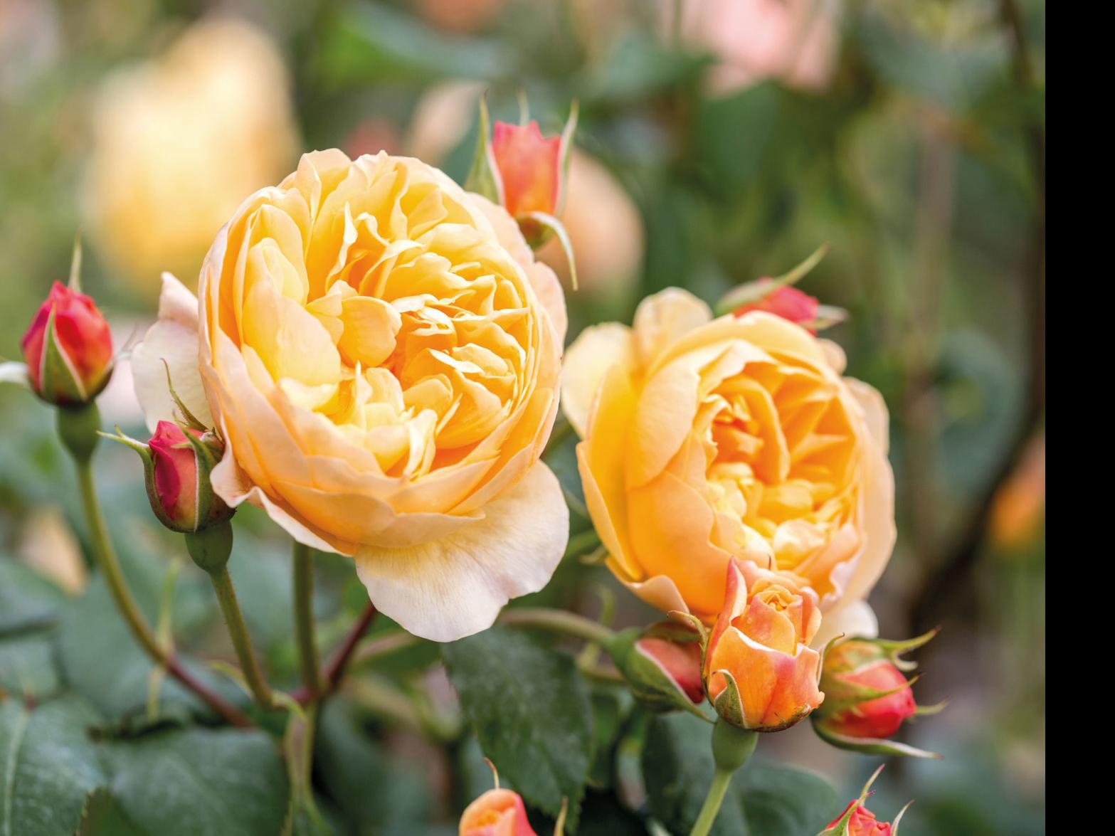 New David Austin Rose Roald Dahl Is Peachy Keen Garden Wcfcourier Com