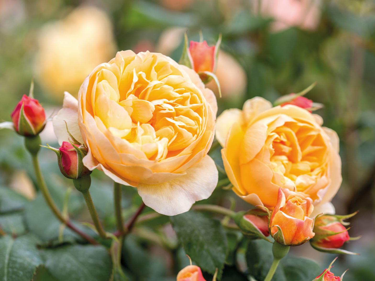 New David Austin Rose Roald Dahl Is Peachy Keen Garden Wcfcourier Com