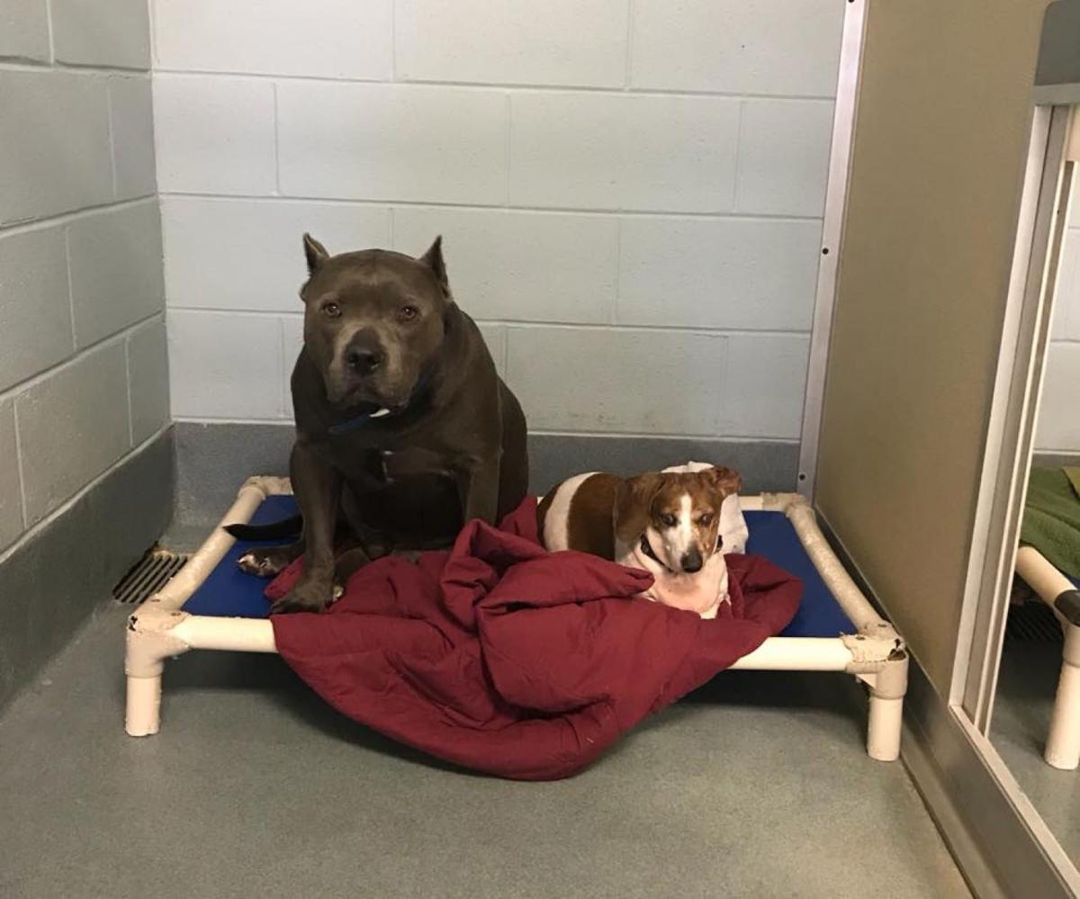 Best Friends Back Together After An Adoption Gone Awry Lifestyles Wcfcourier Com