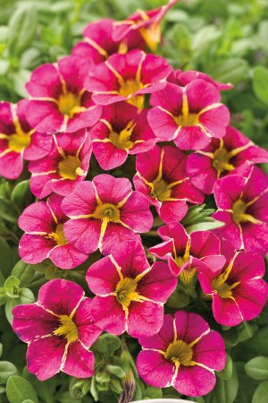 The Little Plant That Could Calibrachoa Will Bloom Its Fool Head Off Plants Shrubs Trees Wcfcourier Com