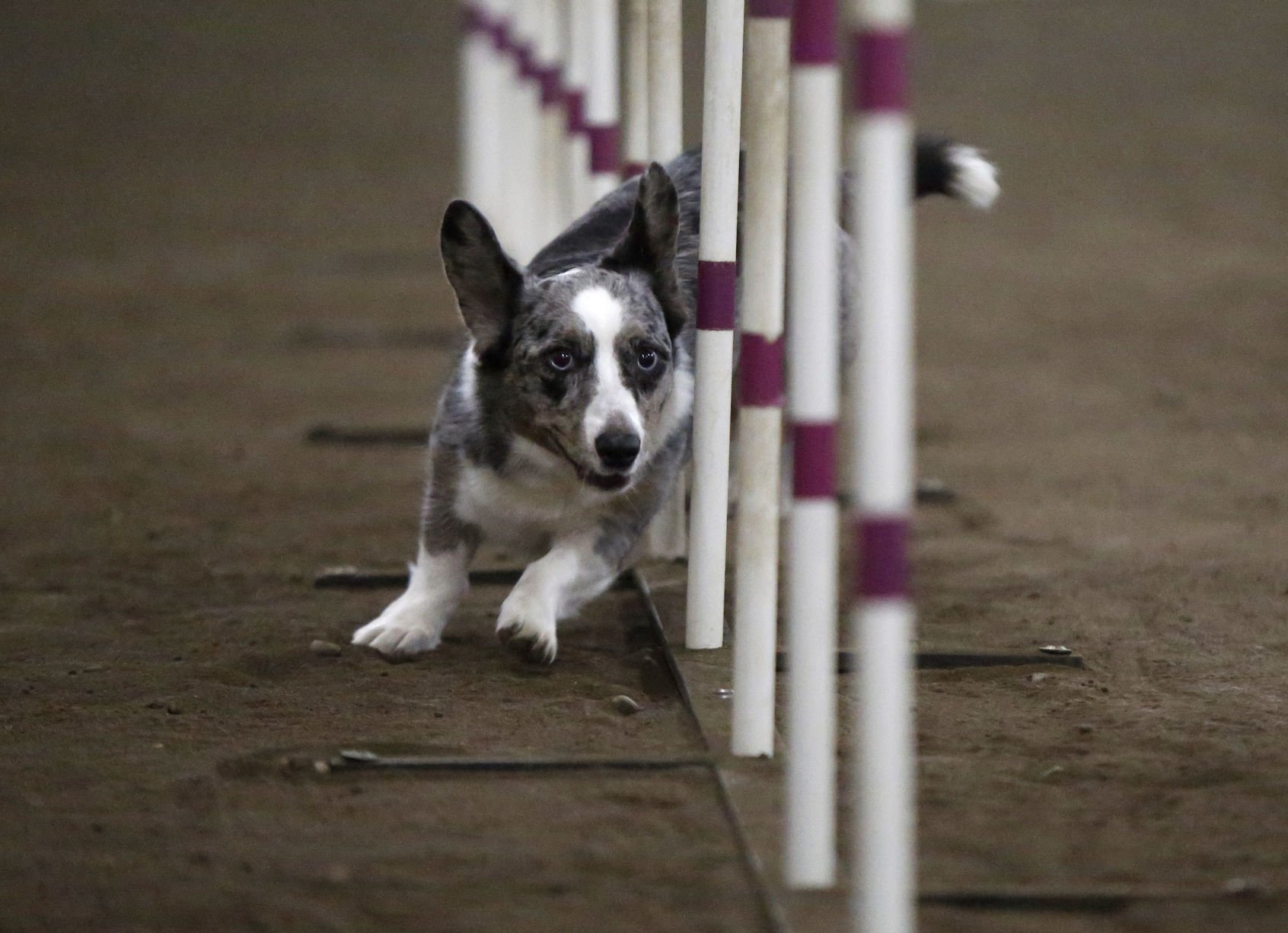 Welsh clearance corgi agility