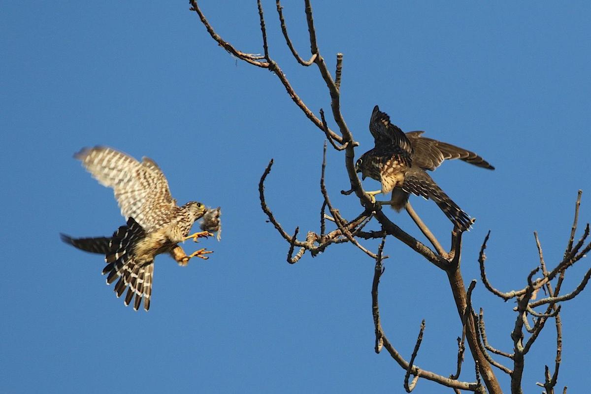 Merlins with prey
