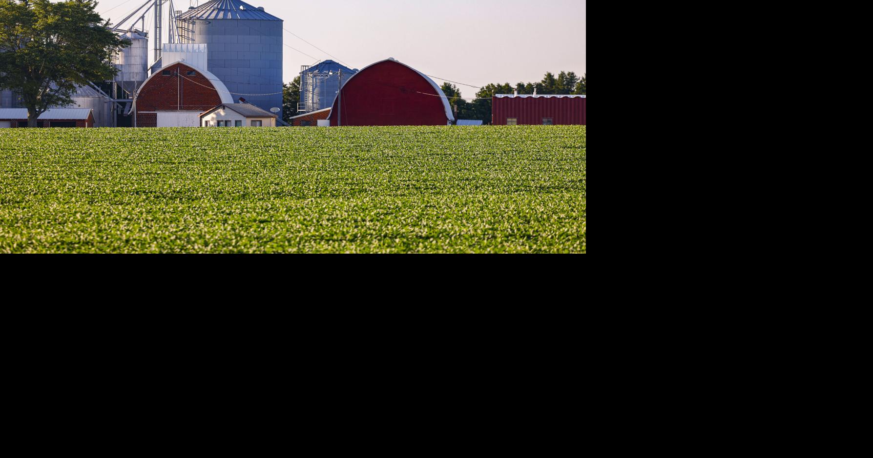 Crop Report Soybeans