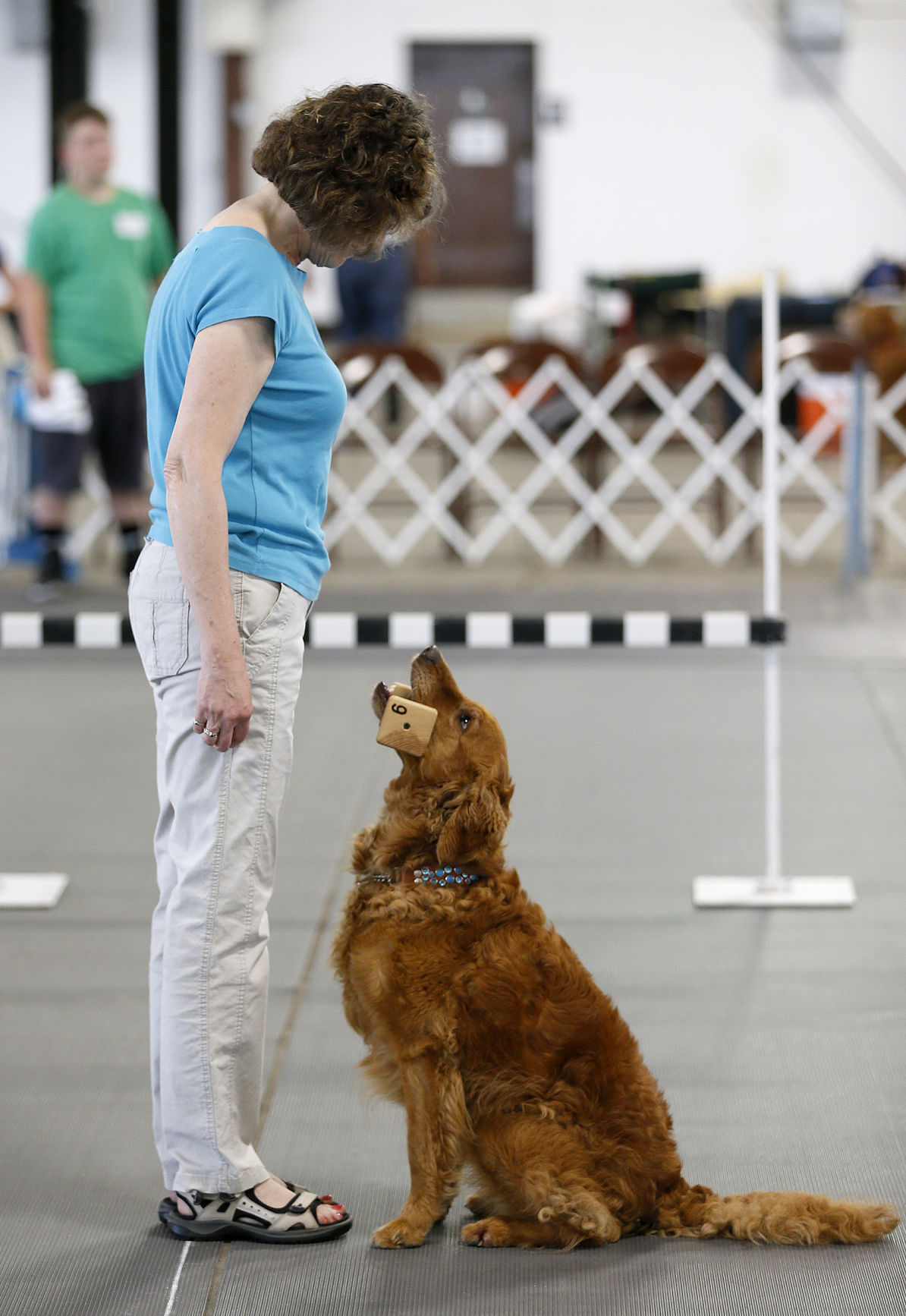 Waterloo Kennel Club Dog Show Waterloo Kennel Club Dog Show
