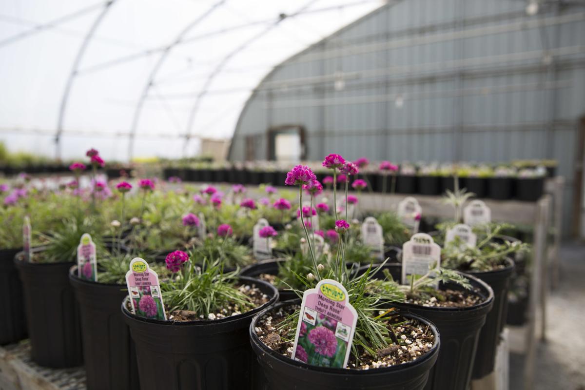 Local Garden Centers Nurseries Finding New Ways To Help Customers Local Garden Centers Nurseries Finding