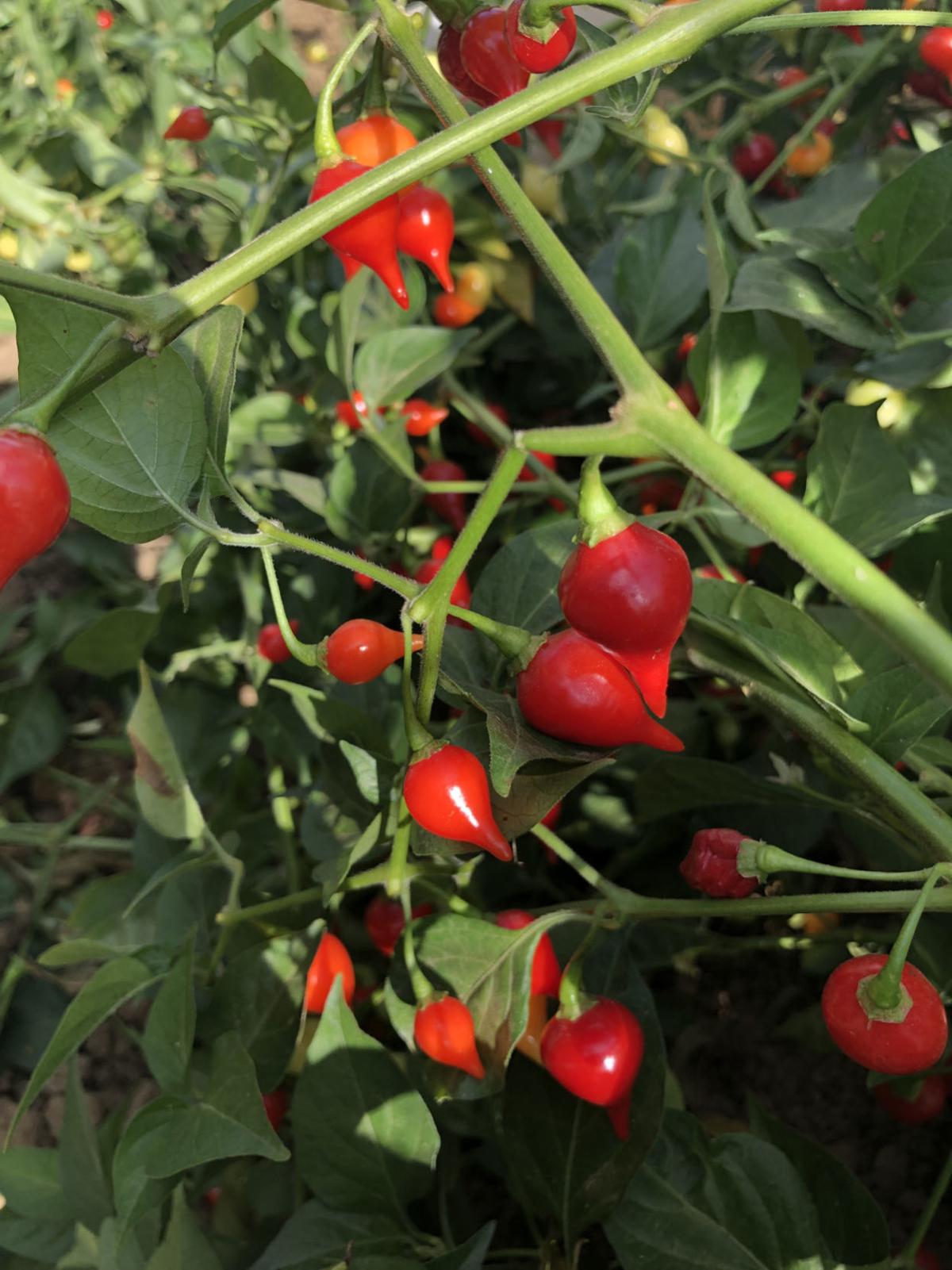 Pick A Peck Of Peppers From Patio Pots Or Veggie Patch Garden Wcfcourier Com