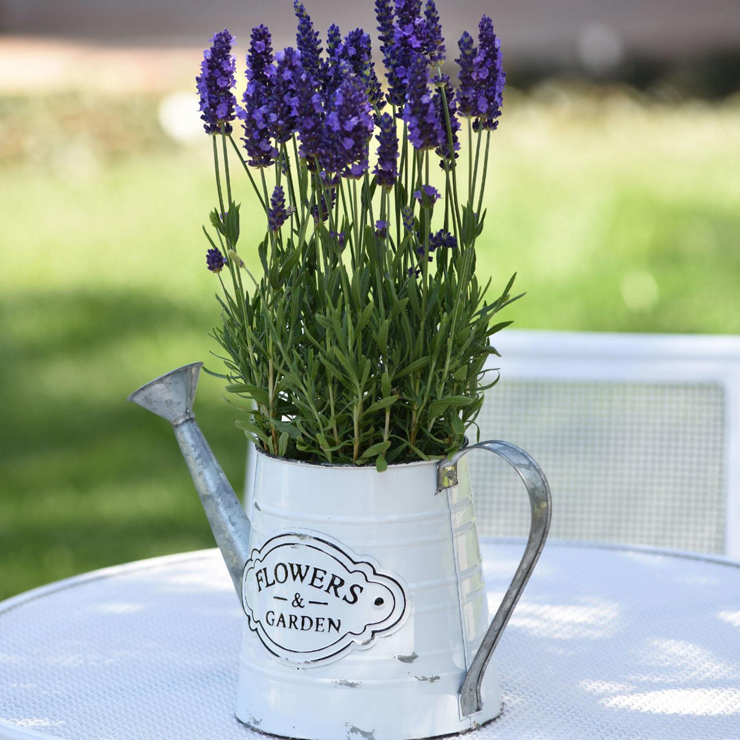 Fragrant English Lavender Makes Fragrant Garden Companion Garden Wcfcourier Com