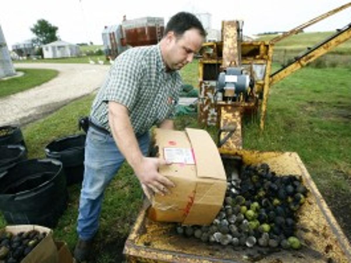 Black Walnuts A Cash Crop In The Yard Local News Wcfcourier Com