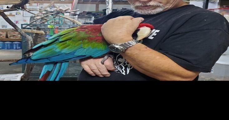 Iowa Parrot Rescue takes in birds from Muscatine animal neglect case