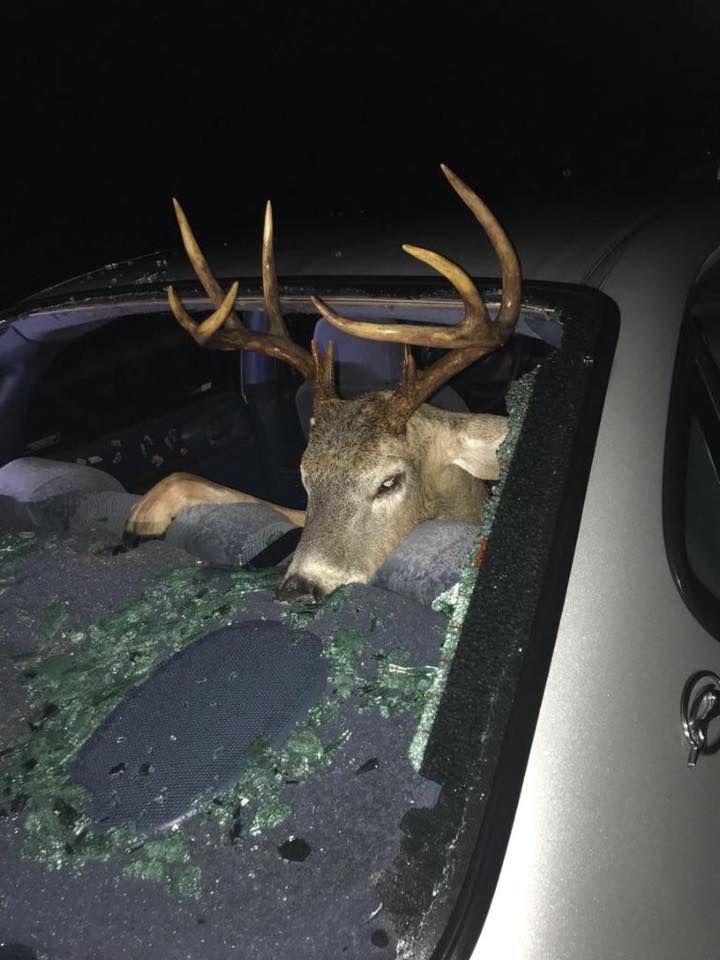 Deer Ends Up Inside Car In Friday Crash Local News 